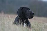 DOGUE ALLEMAND 704